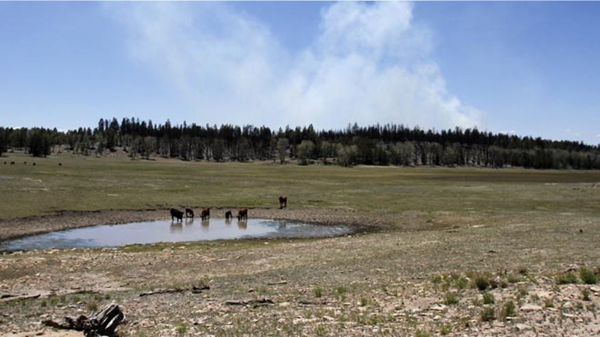 Navajo Wildfire_AP_660.jpg